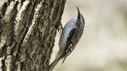 A bird with a white belly and a mottled brown back clings to a tree.