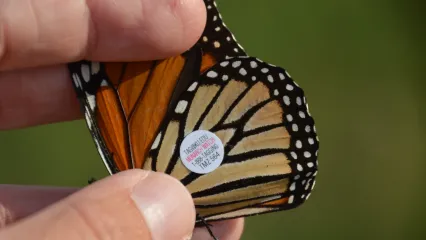 A hand holding a black and orange butterfly with an identification tag. 