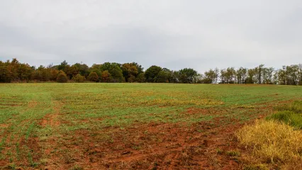 A large food plot with bare ground and fresh, green seedlings. 