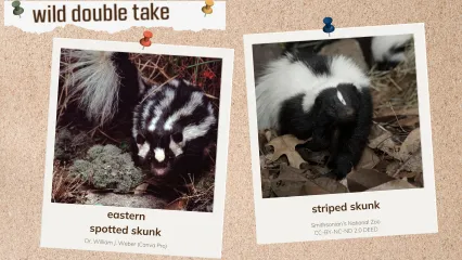 A corkboard with images of two skunks