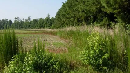Field-forest border with a fallow border.