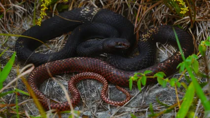 A snake with a black body that fades to red is loosely coiled on a rock.