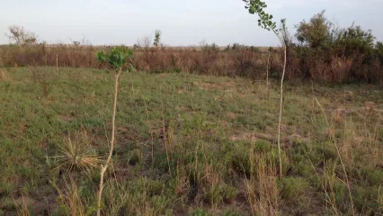 Two small cottonwood "poles" are growing in a prairie. 