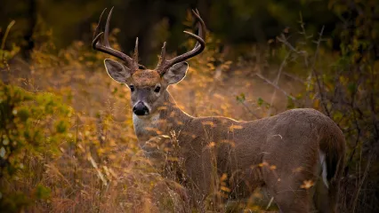 A majestic Oklahoma whitetail buck is photographed looking towards the camera.