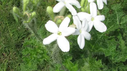 A green plant with spines on the stem and white flowers with five petals. 