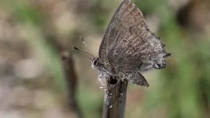 A small brown butterfly is perched on a twig. 