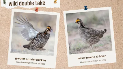 A corkboard showing two look-alike grouse.