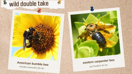 A corkboard showing two look-alike bees.
