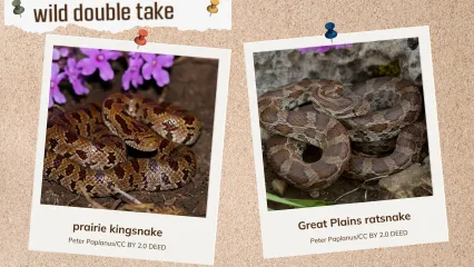 A corkboard showing two look alike snakes. 