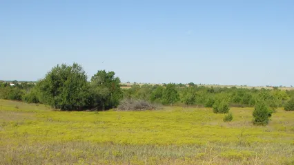 A field covered in yellow flowers showing overgrazing. 