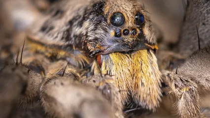 A portrait of a wolf spider showing its characteristic eye arrangement and large mouthparts. 