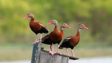 Four ducks with reddish and black bodies and pinkish bills and legs stand on a wooden nest box. 