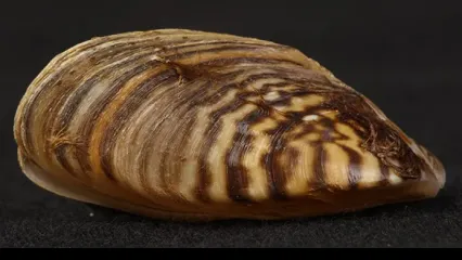 A photo of a zebra mussel.