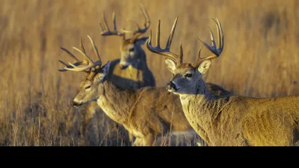 bucks looking on