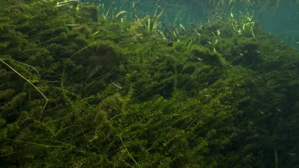 An under water photo of a mass of Hydrilla.