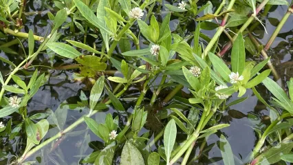 A photo of invasive alligator weed in Oklahoma.