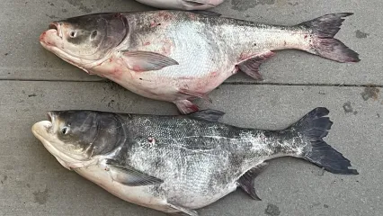 A couple of invasive bighead carp.