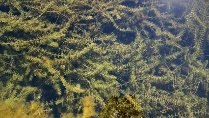 A photo of invasive aquatic plant species in Oklahoma called Hydrilla.