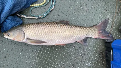 A photo of aquatic invasive species Grass Carp, in Oklahoma.