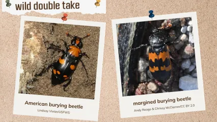 A corkboard showing to look-alike burying beetles with black and orange markings.