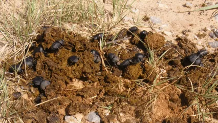 A group of dung beetles on top a pile of lung.