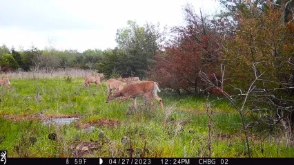 A photo taken from a trail camera of a small herd of deer within an ozark glade.