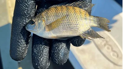 A gloved hand holding a young tilapia collected furing an electrofishing survey in NW Oklahoma.