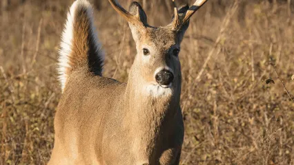 A whitetail buck is photographed just before it sprints away.