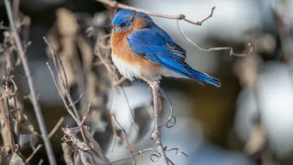 An eastern bluebird perched on a winter twig.