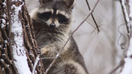 A raccoon is in a snowy tree looking towards the camera.