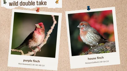 A corkboard with two images of reddish songbirds. 