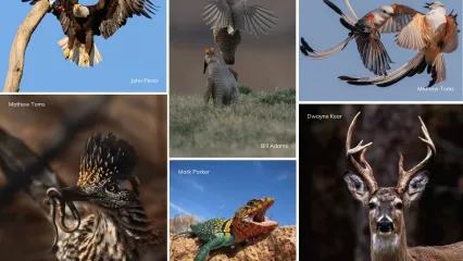 A collage of six photos from ODWC's 2024 Reader's Photography Showcase.