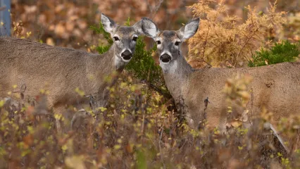 Two does are in the autumn woods, looking towards the camera.