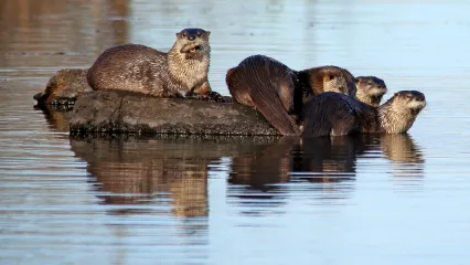 River otters sit on a large rock surrounded by water.