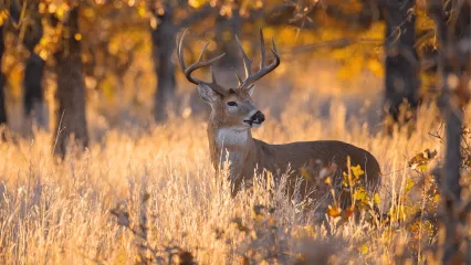 An Oklahoma whitetail buck is standing in tall golden grass with a fall foliage background.