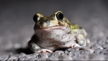 A green toad with large eyes and a white belly lays on gravel. 