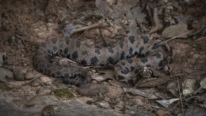 A brownish tan snake with dark blotches is semi-coiled in the leaves. 