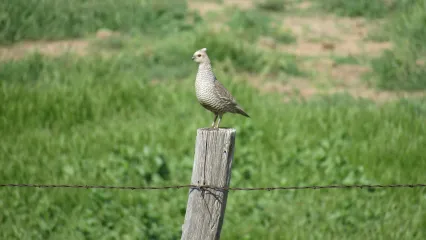 A scaled quail is standing on a barbed-wire post.