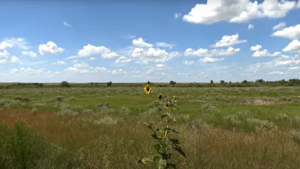 A lone sunflower stands tall in a vast, open field under a bright blue sky with scattered clouds.