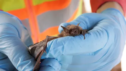 A small brown bat is held in the foreground by nitrile-gloved hands. 