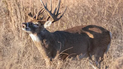 rut report 25 courtesy richard taylor