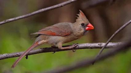 A grayish red bird with a large orange bill perches on a small branch.