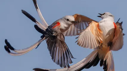 Two gray birds with long tails squabble in flight. 