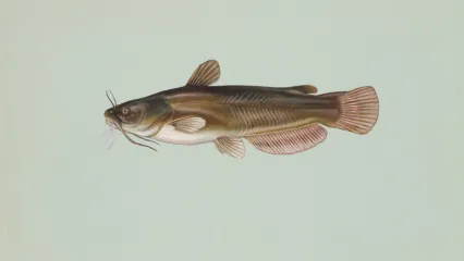 An illustration of a yellow bullhead catfish by Duane Raver from USFWS.