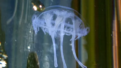 A photo of a freshwater jellyfish. the jellyfish is the size of a penny and is mostly white with a see-through top.