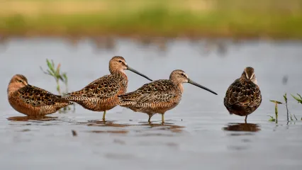 Four brown birds with long bills stand in shallow water. 