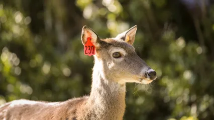 A whitetail deer has an orange and yellow ear tags.