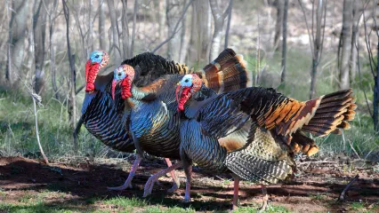 gobbler report 2026 jon wilson