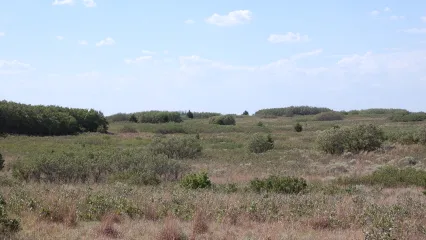 A landscape view of shinnery oak growing at various heights.
