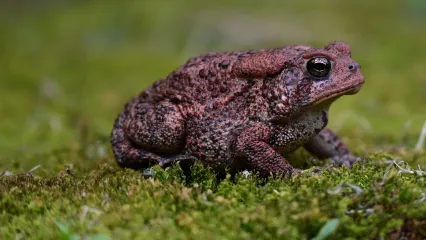 A reddish-brown toad sits on green moss.